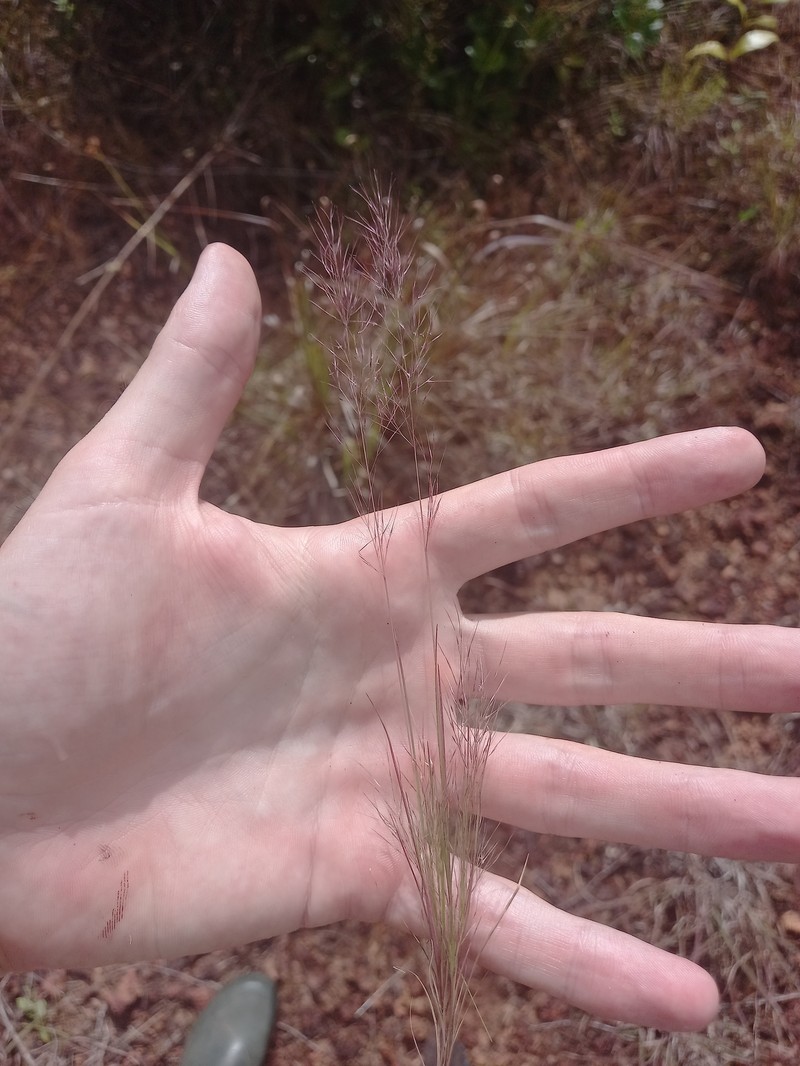 Aristida capillacea photo 7