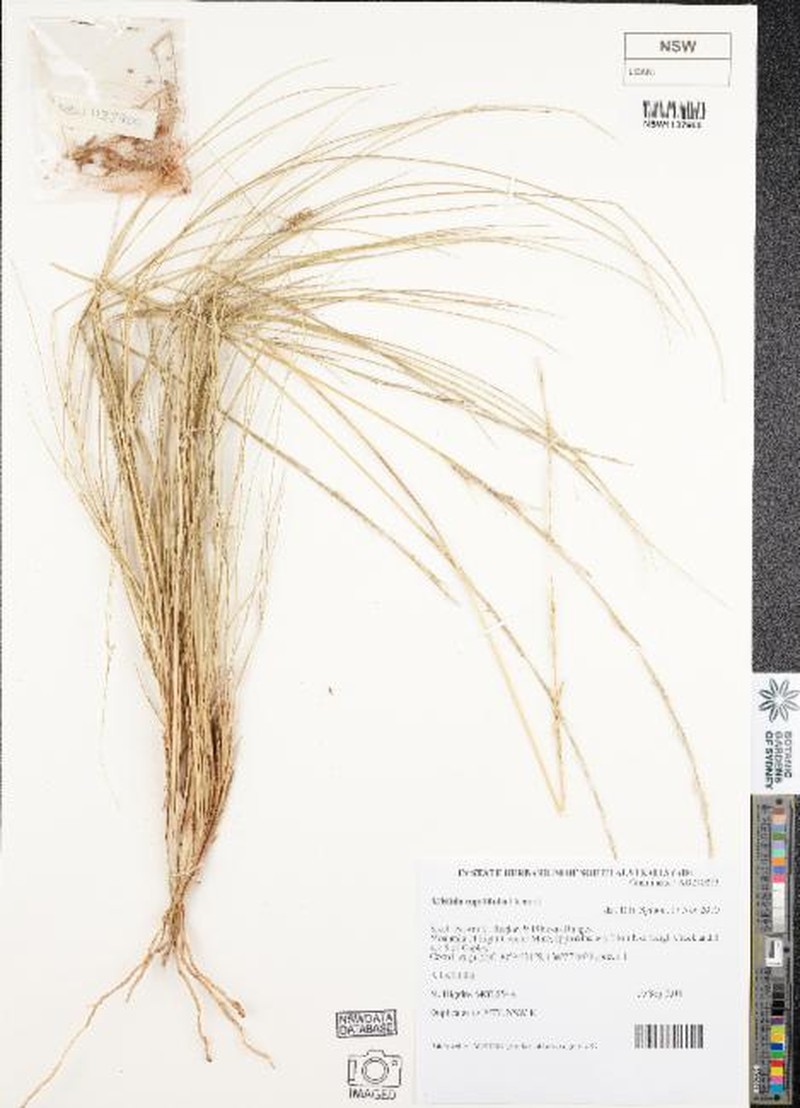 Aristida capillifolia