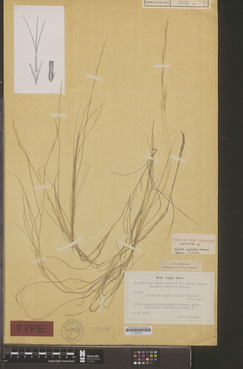 Aristida capillifolia photo 2
