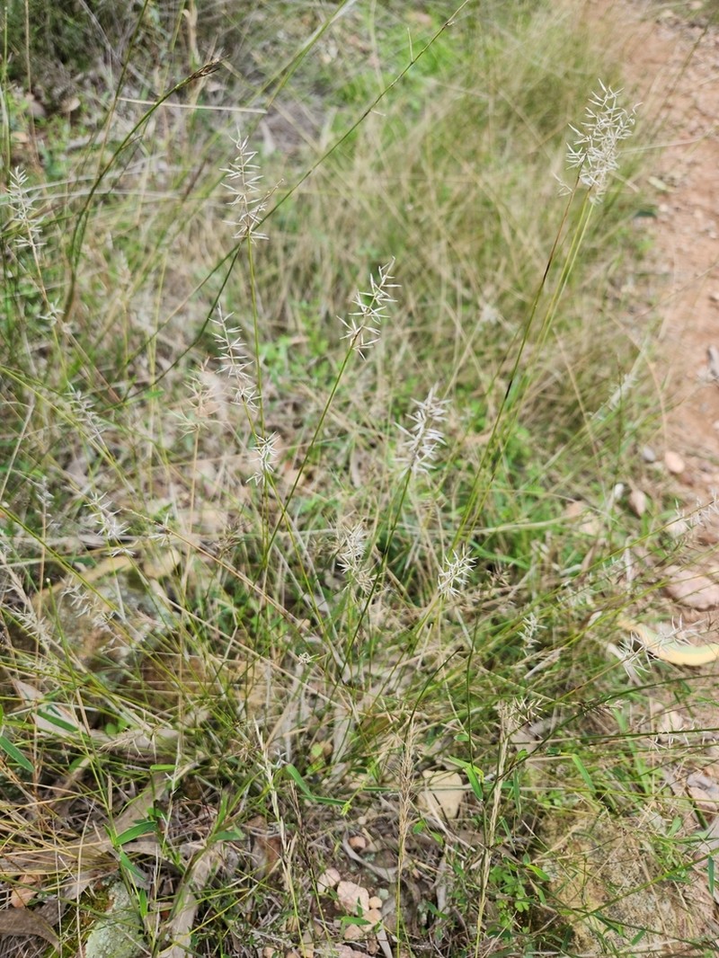 Aristida caput-medusae