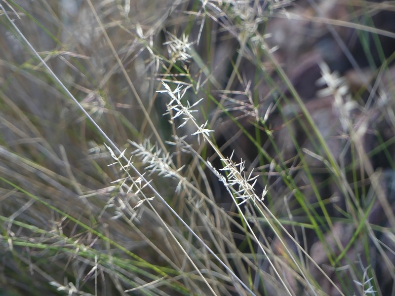 Aristida caput-medusae photo 2