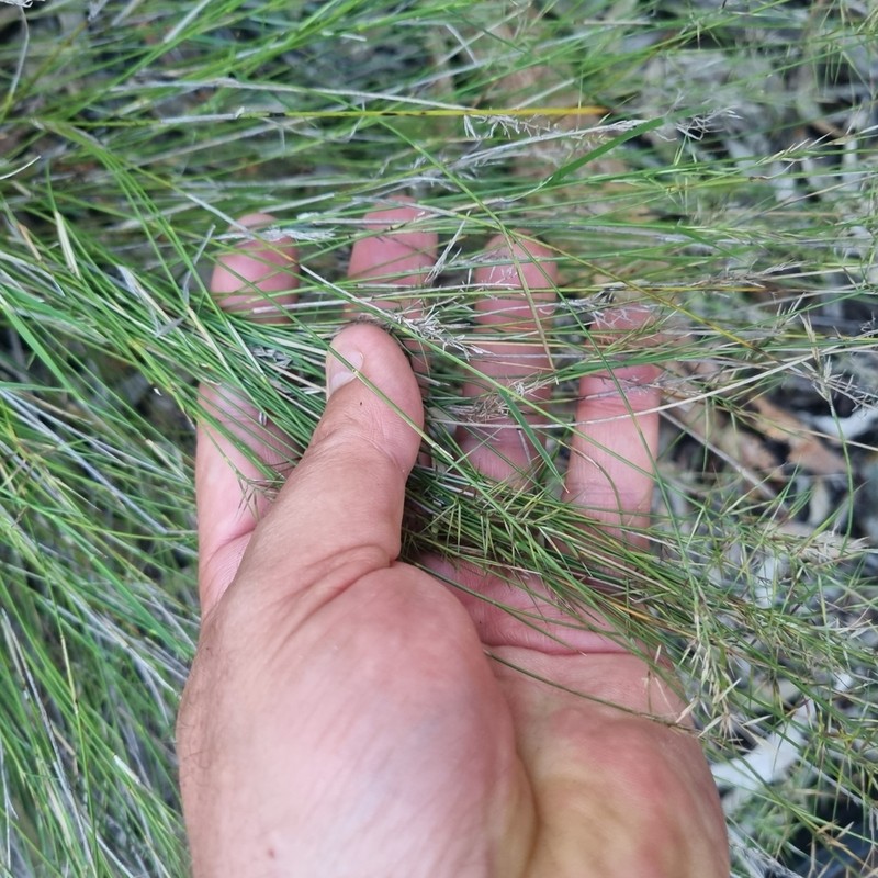 Aristida caput-medusae photo 3