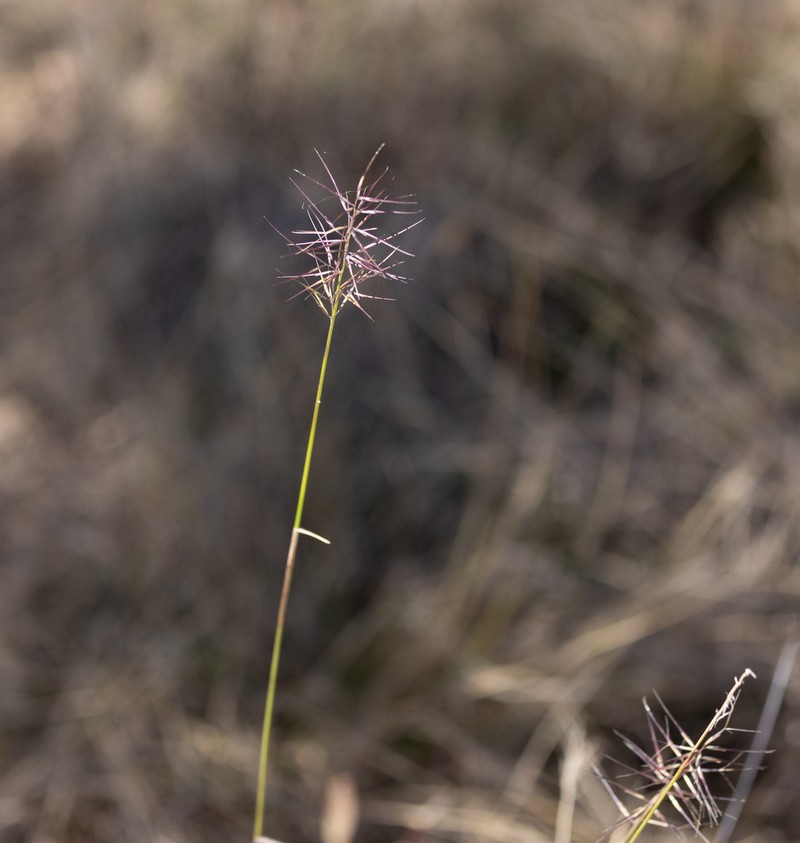 Aristida caput-medusae photo 4