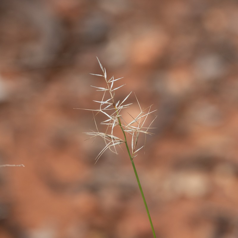 Aristida caput-medusae photo 5
