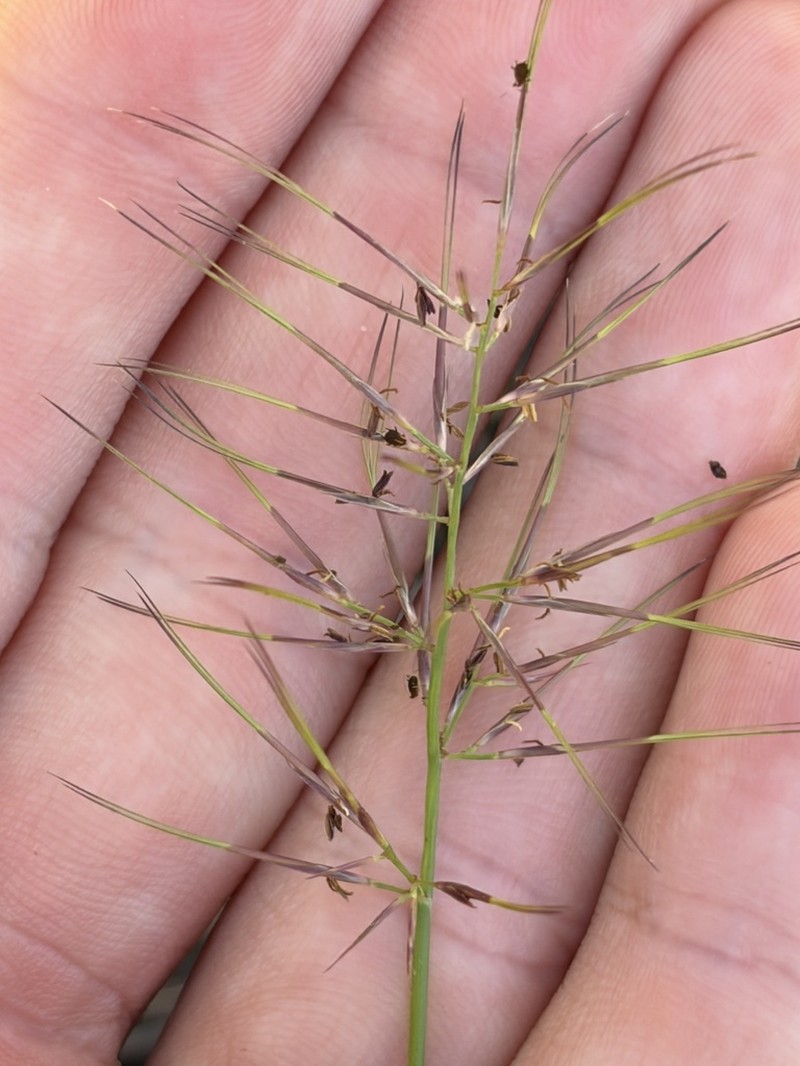Aristida caput-medusae photo 6