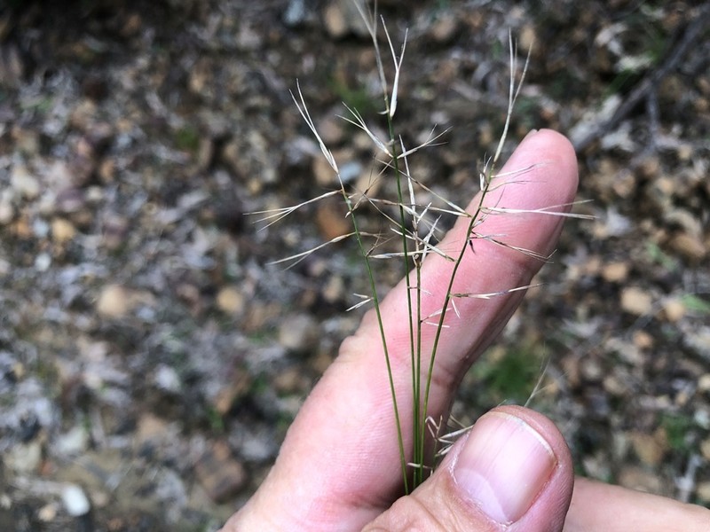 Aristida caput-medusae photo 8