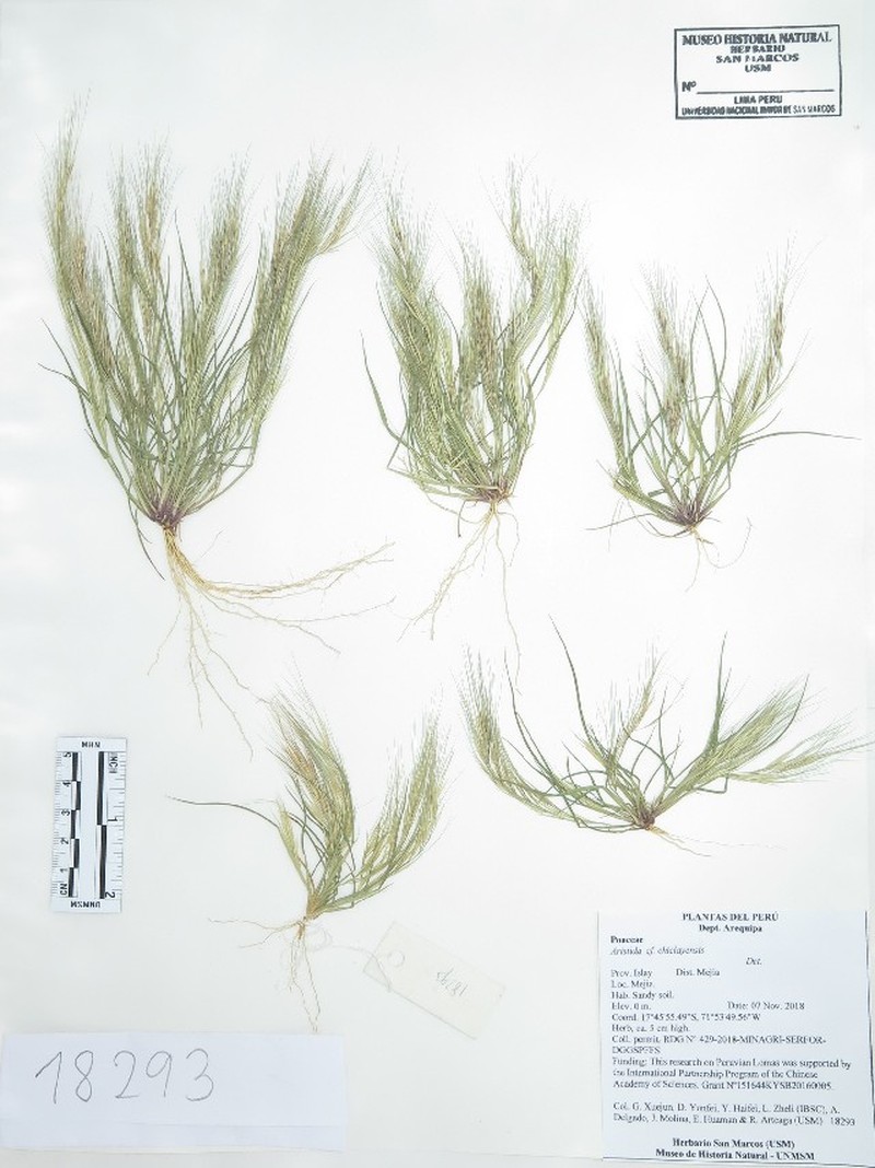 Aristida chiclayensis
