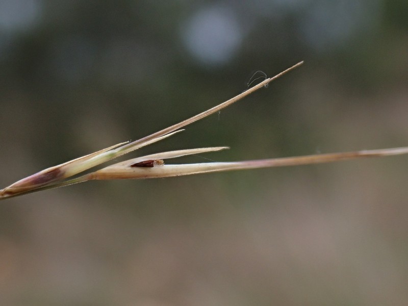 Aristida chinensis