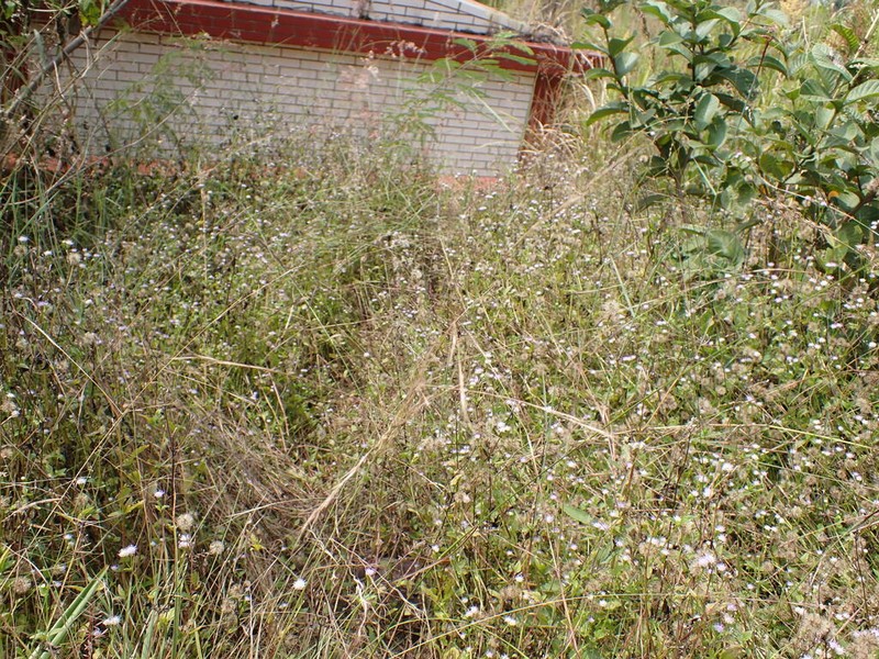 Aristida chinensis photo 2
