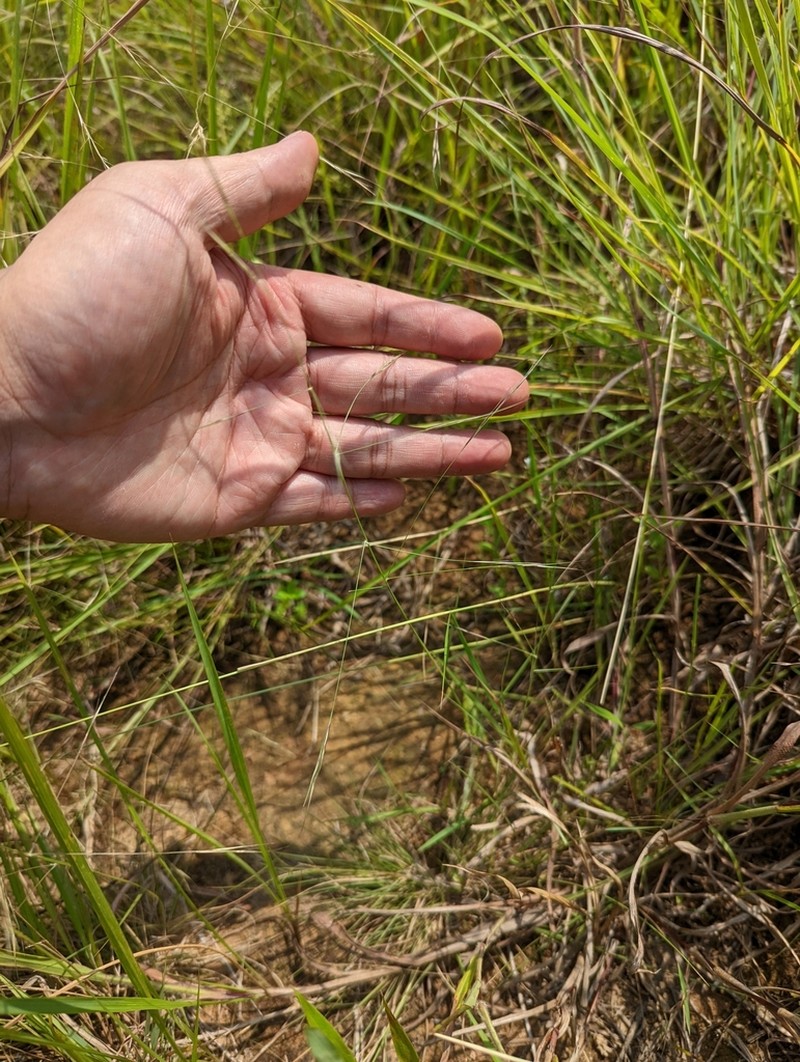 Aristida chinensis photo 3