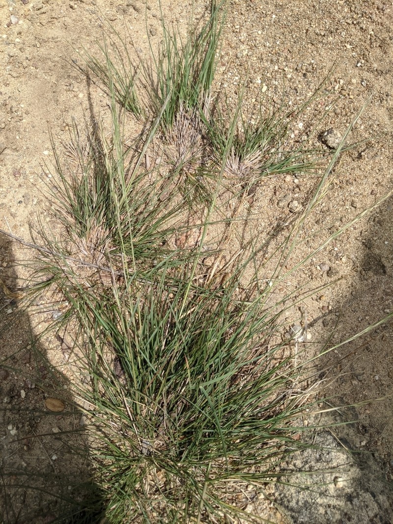 Aristida chinensis photo 4