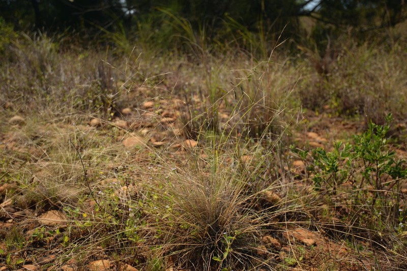 Aristida chinensis photo 5