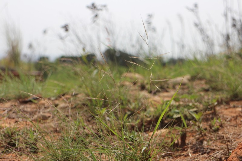 Aristida chinensis photo 6
