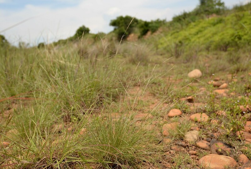 Aristida chinensis photo 7