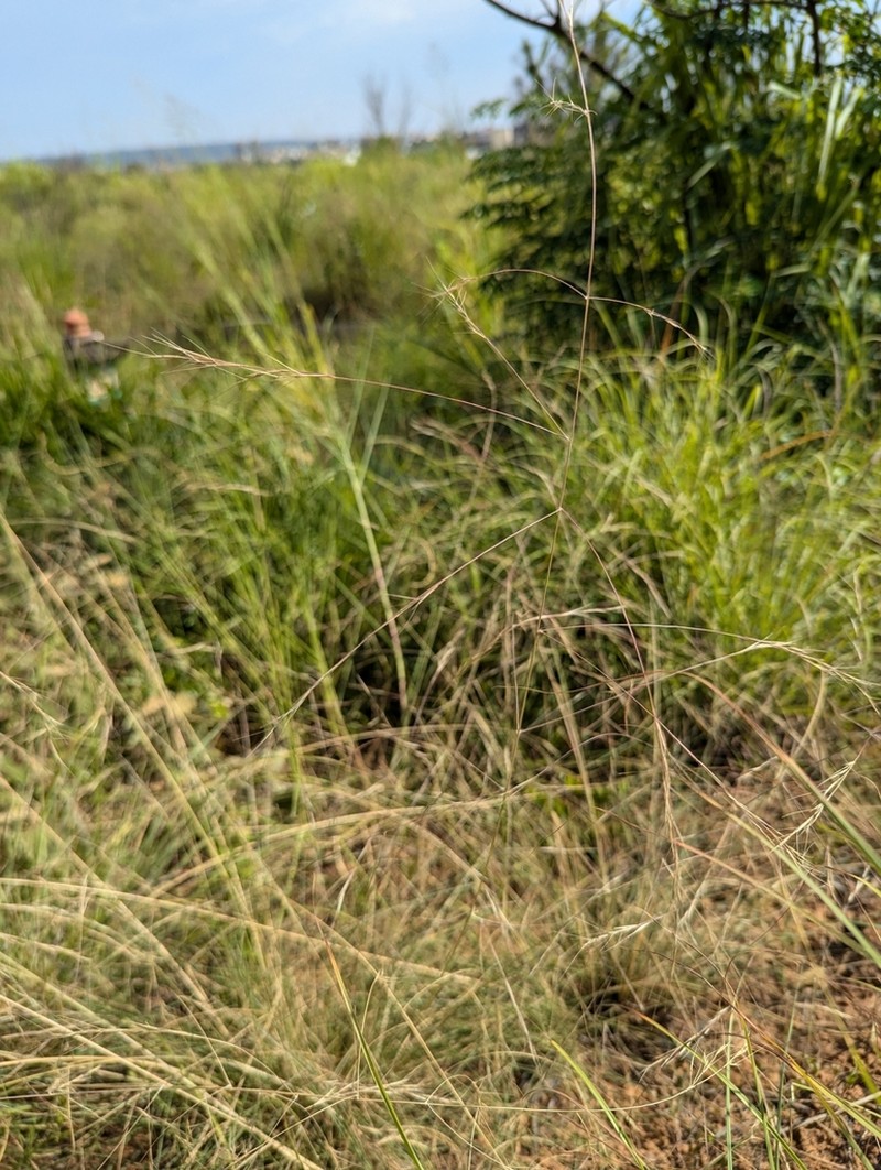 Aristida chinensis photo 8