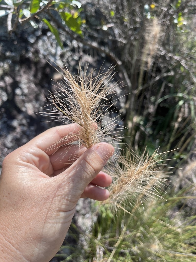Aristida circinalis