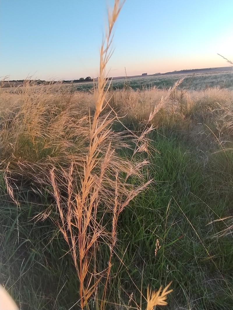 Aristida circinalis photo 2