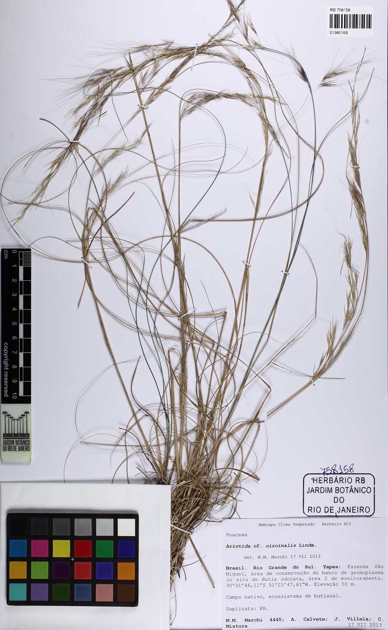 Aristida circinalis photo 3