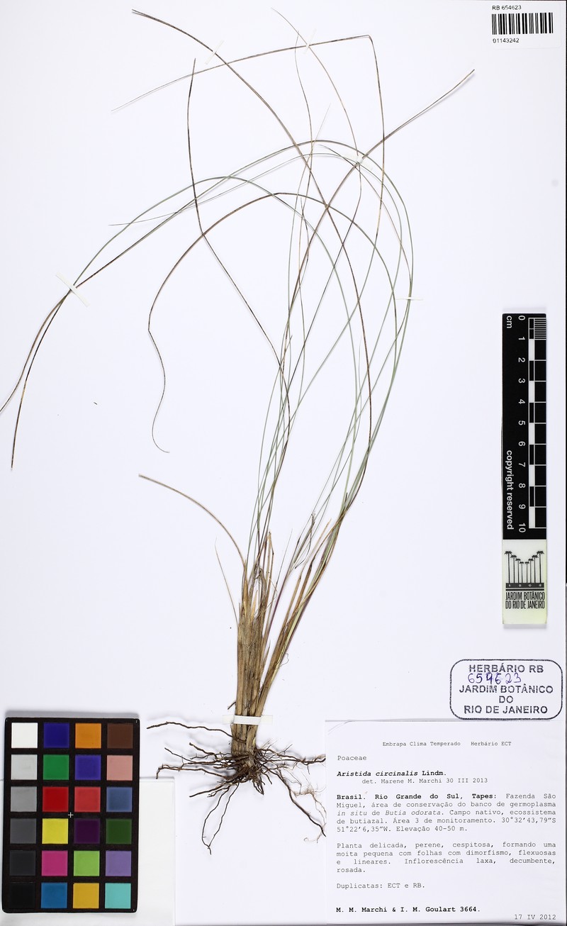 Aristida circinalis photo 4