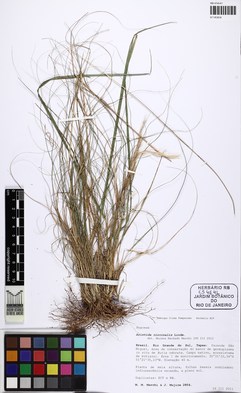 Aristida circinalis photo 5
