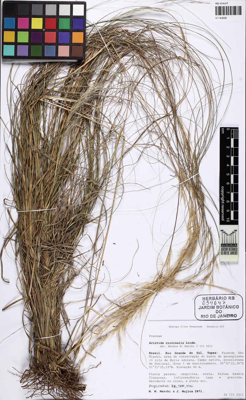 Aristida circinalis photo 6