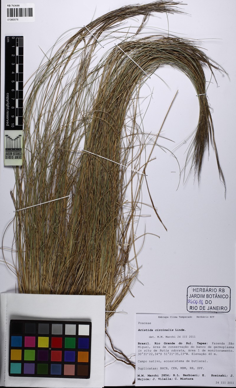 Aristida circinalis photo 7