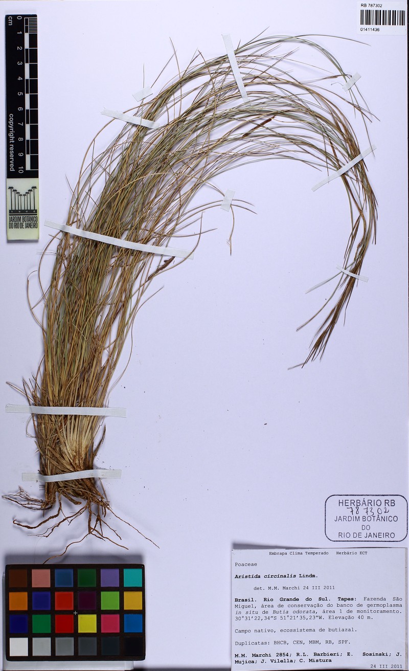 Aristida circinalis photo 8