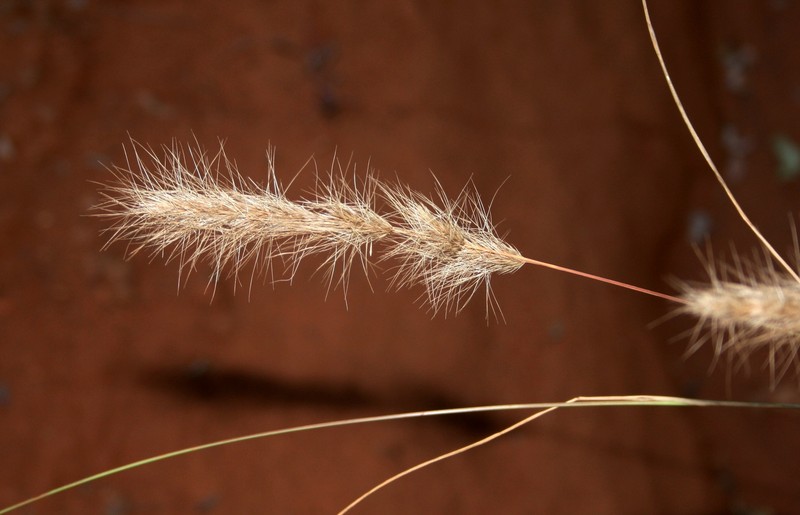 Aristida congesta