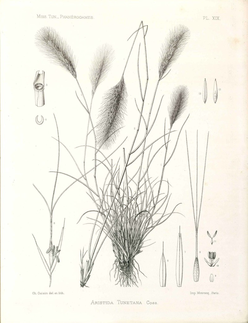 Aristida congesta photo 2