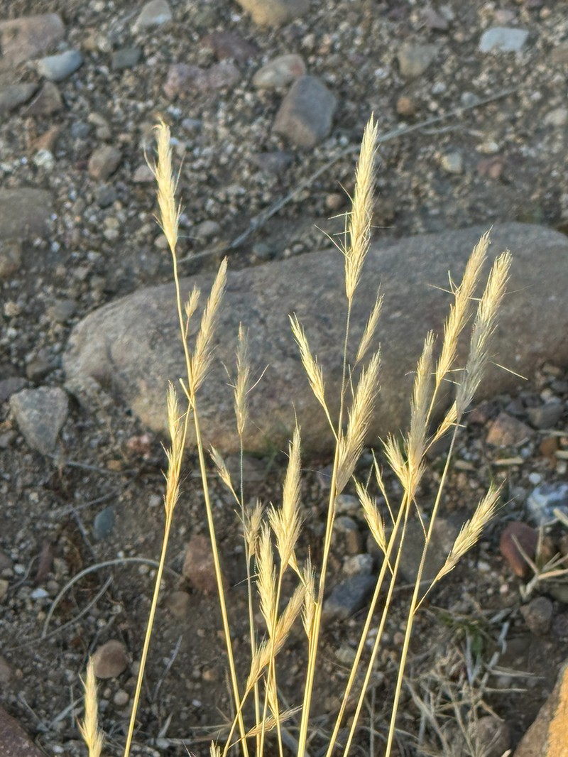 Aristida congesta photo 3