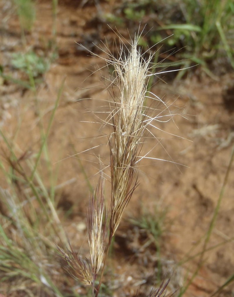 Aristida congesta photo 4