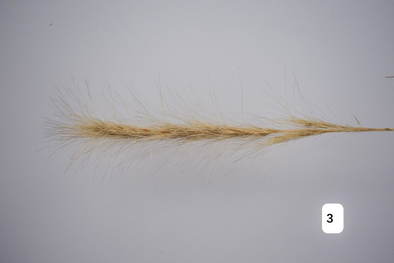 Aristida congesta photo 5