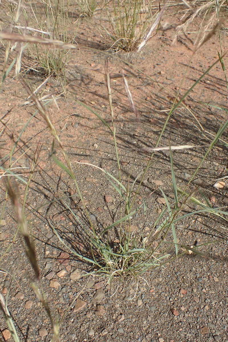Aristida congesta photo 6