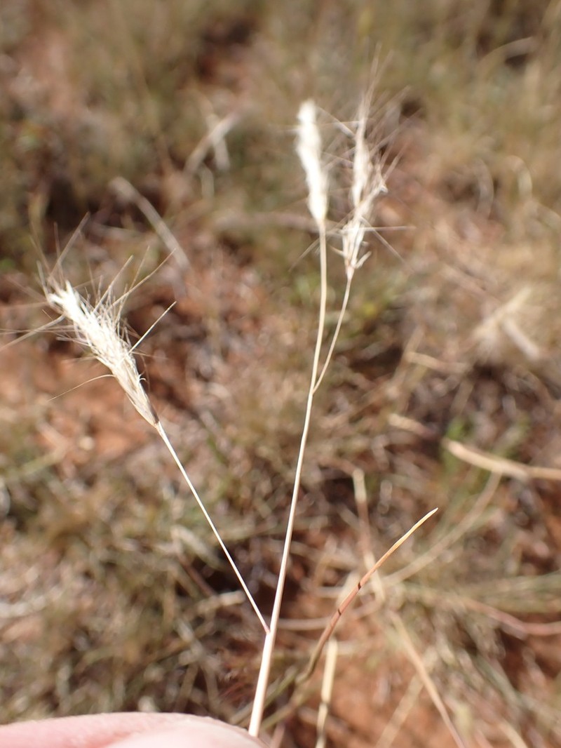 Aristida congesta photo 7