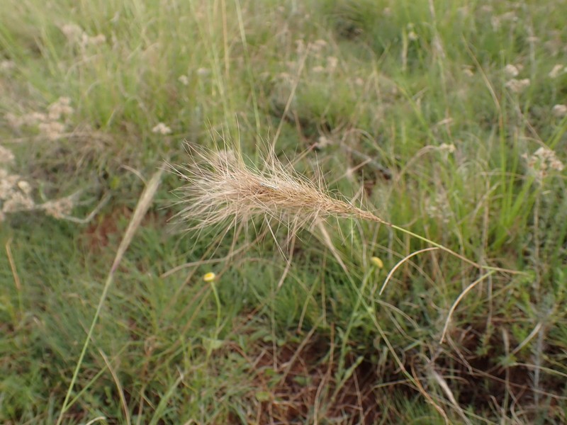 Aristida congesta photo 8
