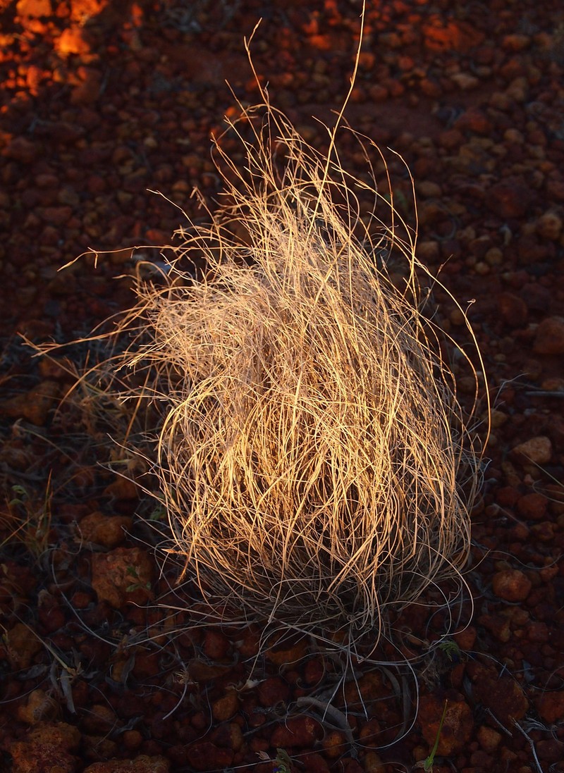 Bunch Kerosene Grass