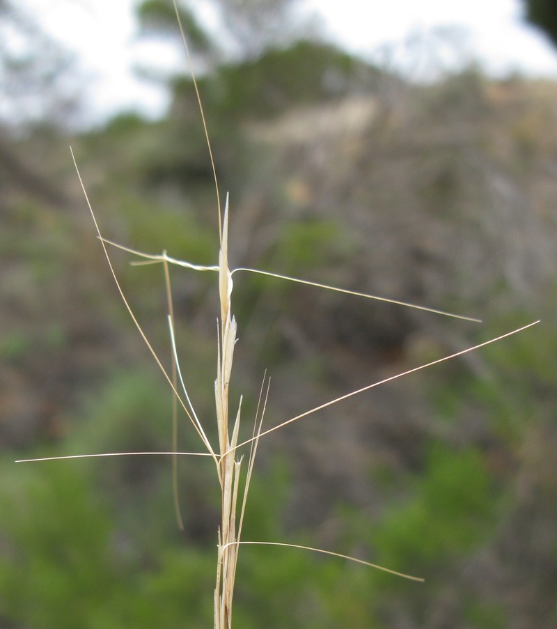 Bunch Kerosene Grass photo 2