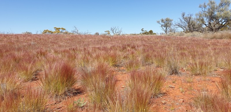 Bunch Kerosene Grass photo 3