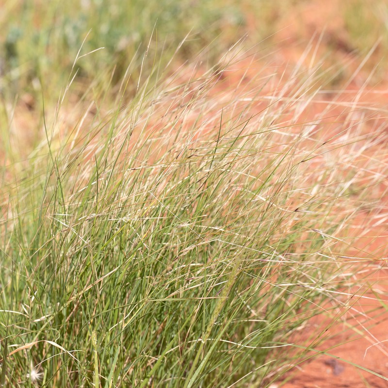 Bunch Kerosene Grass photo 4