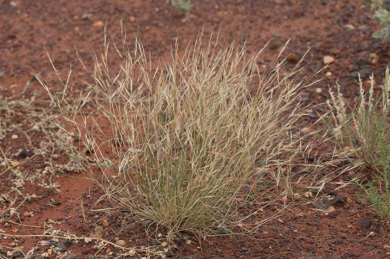 Bunch Kerosene Grass photo 5
