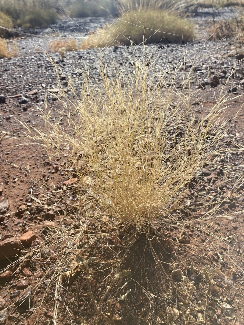 Bunch Kerosene Grass photo 6