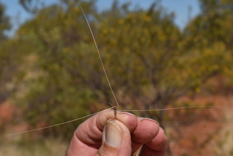 Bunch Kerosene Grass photo 7