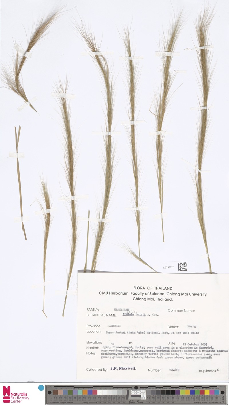 Aristida culionensis