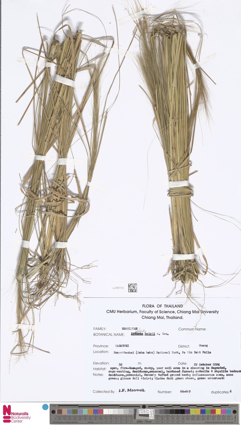 Aristida culionensis photo 2