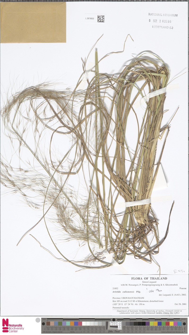 Aristida culionensis photo 3