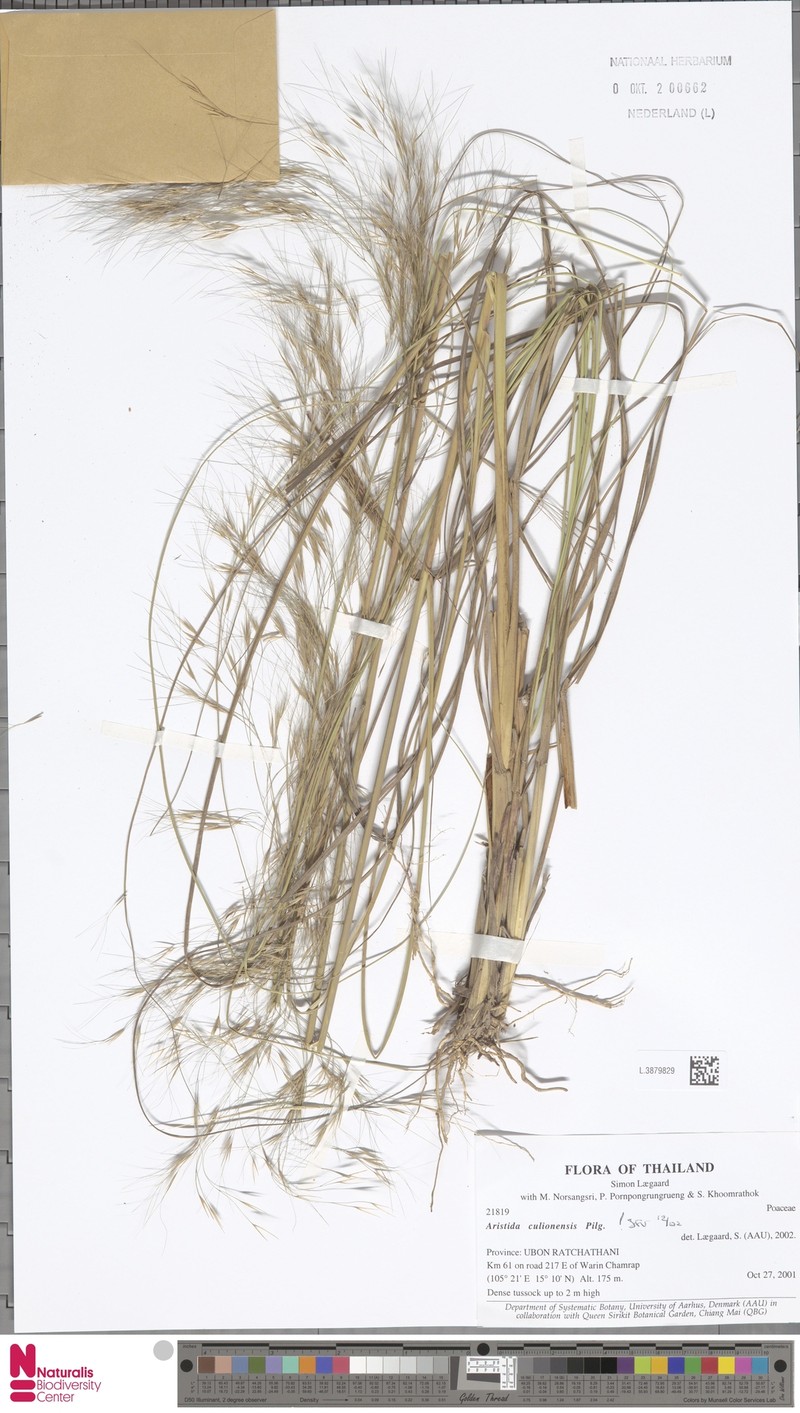 Aristida culionensis photo 4