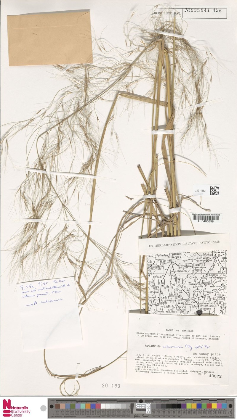 Aristida culionensis photo 5
