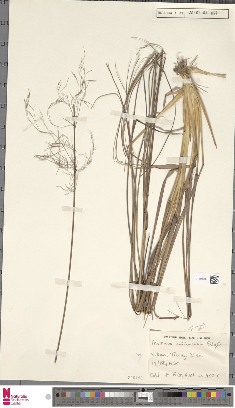 Aristida culionensis photo 6