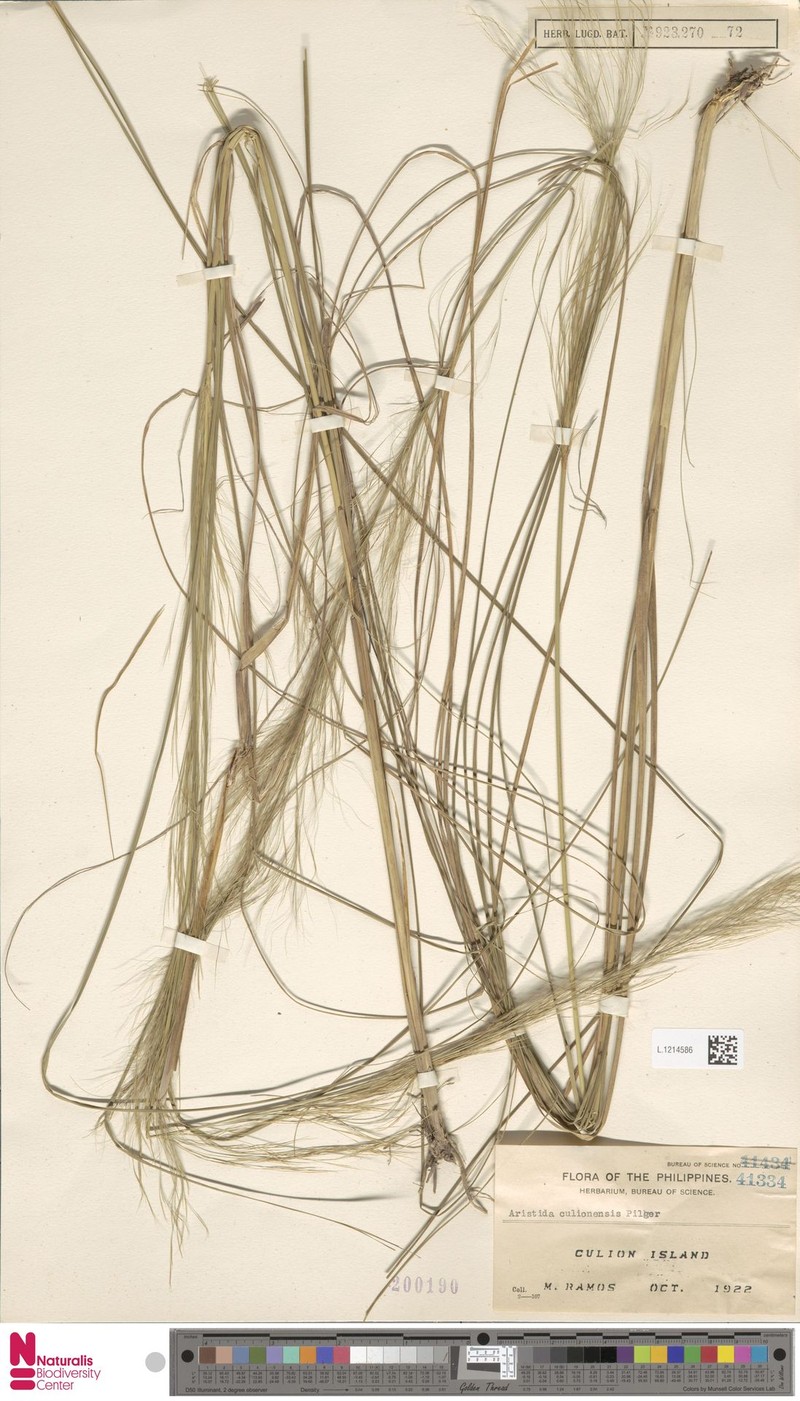 Aristida culionensis photo 7