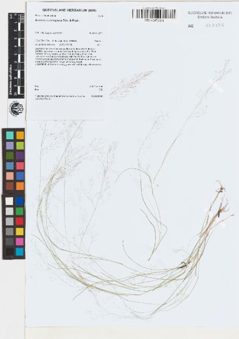 Aristida cumingiana photo 2